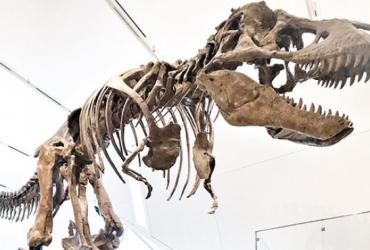 A mounted t.rex fossil