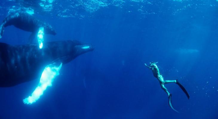 Man swimming with dolphins