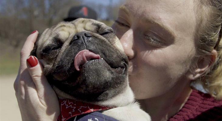 Person kissing a pug dog