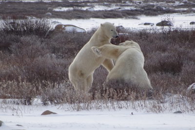 Dixie Allen Photography-Polar bears