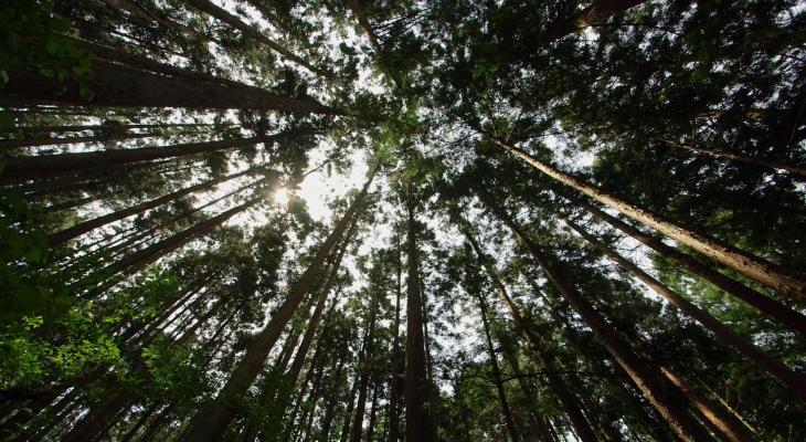 Quiet Time: In Pursuit of Silence
