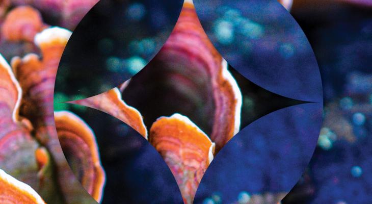 A close up image of a coral reef