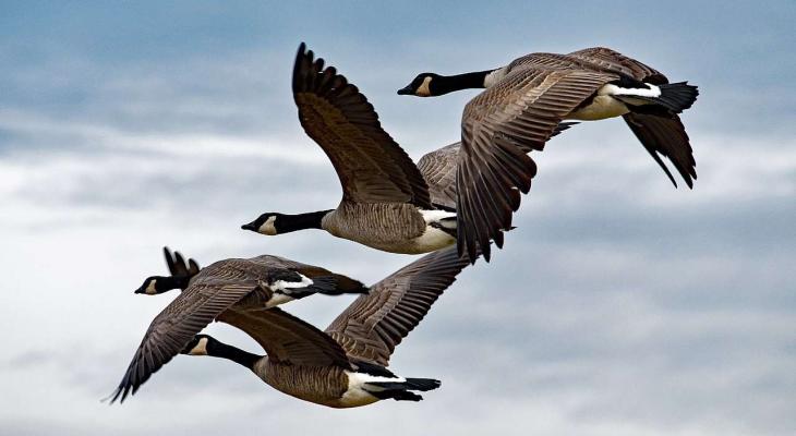 Curious Minds Speaker Series: Learning from Nature: A Bird’s Eye View 