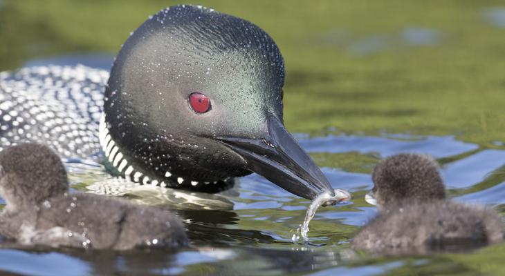 Common loon with babies