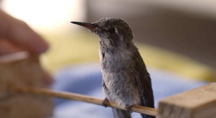 a hummingbird sitting on a branch