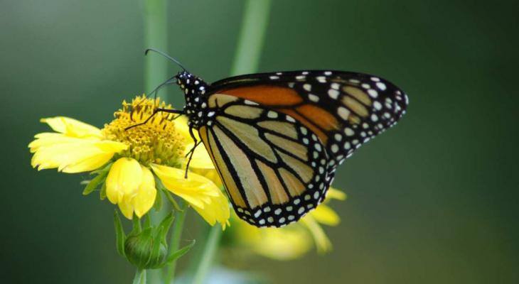 a monarch butterfly on a yellow flower