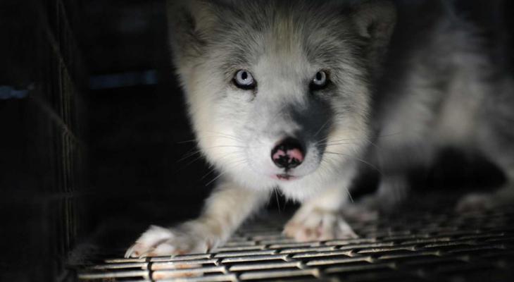 A wolf in a cage glares at the camera.