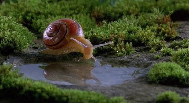 Snail drinking