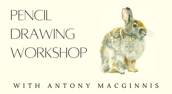 Bunny pencil drawing by Antony MacGinnis