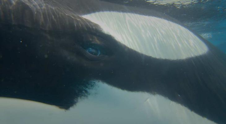 Close-up shot of an orca.