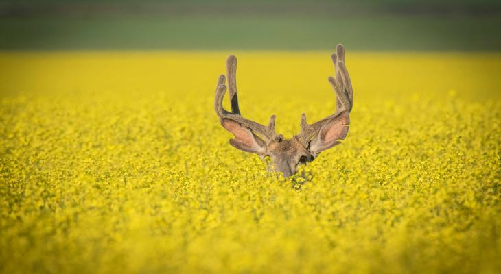 #ROMwpyON Grand Prize Winner: Hiding © Yaron Eini