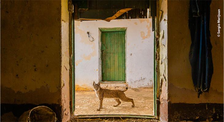 Lynx walking by entrance to a home viewed from the interior