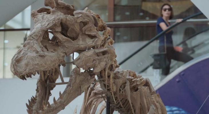 Dinosaur bones reconstructed in a museum