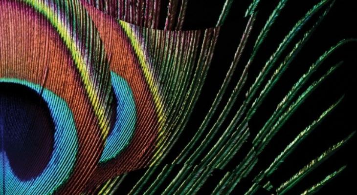 A peacock feather close up image