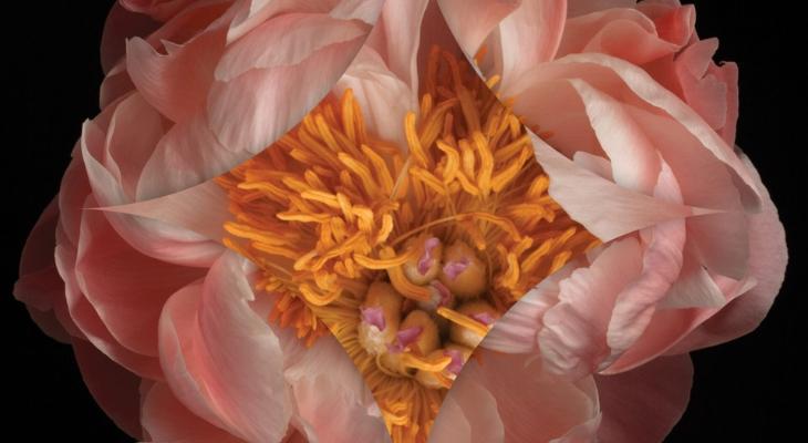 close up image of a flower