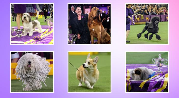 Westminster Dog Show: Canine Celebration Day: Free Live Broadcast