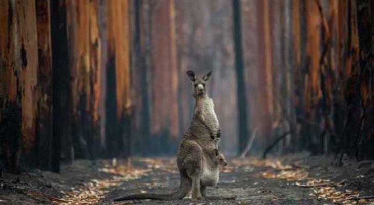 Kangaroo stands upright in the middle of a dirt path in a forest