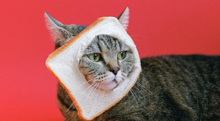 CatVideoFest 2023