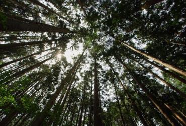 Quiet Time: In Pursuit of Silence