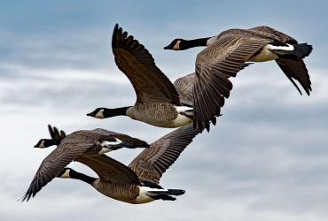 Curious Minds Speaker Series: Learning from Nature: A Bird’s Eye View 