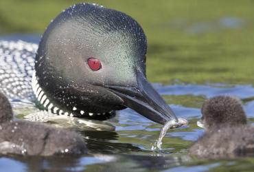 Common loon with babies