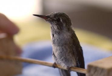 a hummingbird sitting on a branch