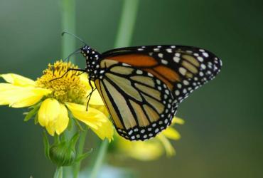 a monarch butterfly on a yellow flower