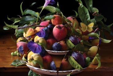 Orchard plums in a basket