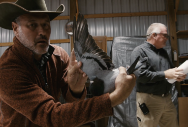 Million Dollar Pigeons