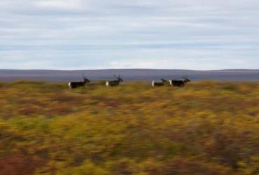 Hot Docs Presents: A Night With The Narwhal