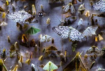 An image of several species of moth.