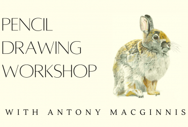 Bunny pencil drawing by Antony MacGinnis