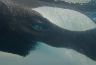 Close-up shot of an orca.