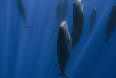 Sperm whales sleeping upright in the blue ocean