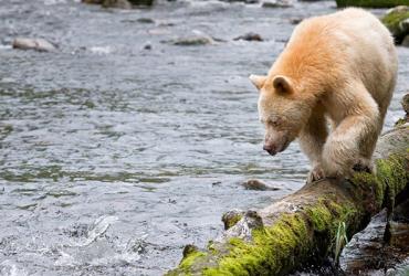 Bear walking along a log across a river