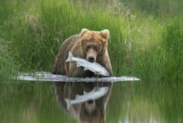 Bear on edge of grass and lake catches a fish in its mouth