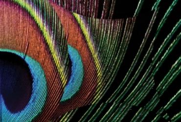 A peacock feather close up image