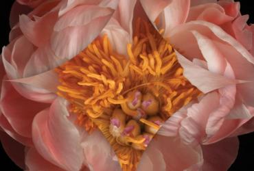close up image of a flower