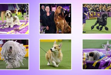 Westminster Dog Show: Canine Celebration Day: Free Live Broadcast