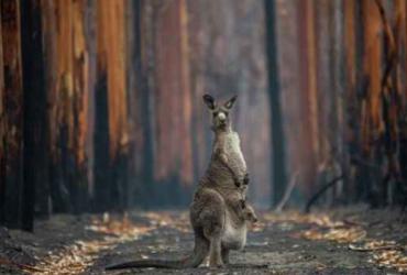 Kangaroo stands upright in the middle of a dirt path in a forest