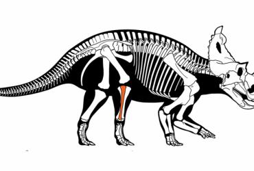 Triceratops skeleton