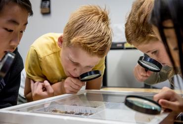 Children using magnifying glasses to look closer at insects in a case