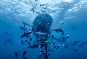Fish, dolphins and sea birds seen from under the sea.