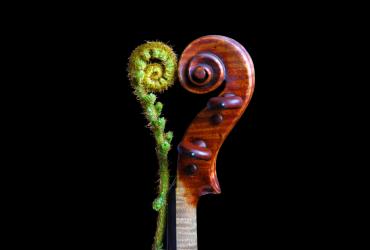 A fern and the neck of a violin