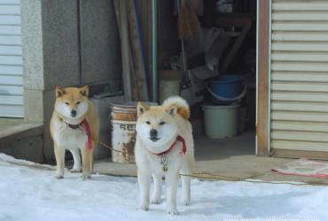 The Night I Swam (Japanese Film Screening)