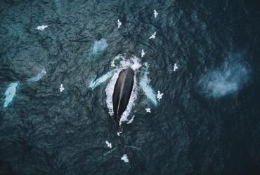 View from above of a whale swiming in the ocean